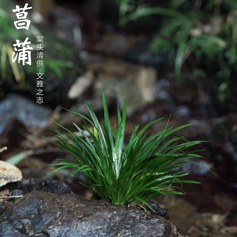 金钱菖蒲盆景造景水培附石装饰植物花草微景观鱼缸摆件姬虎须绿植