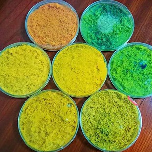 黏菌宠物菌种菌核粘菌学生史莱姆小宠物曳尾菌刚丝多头绒泡菌培养