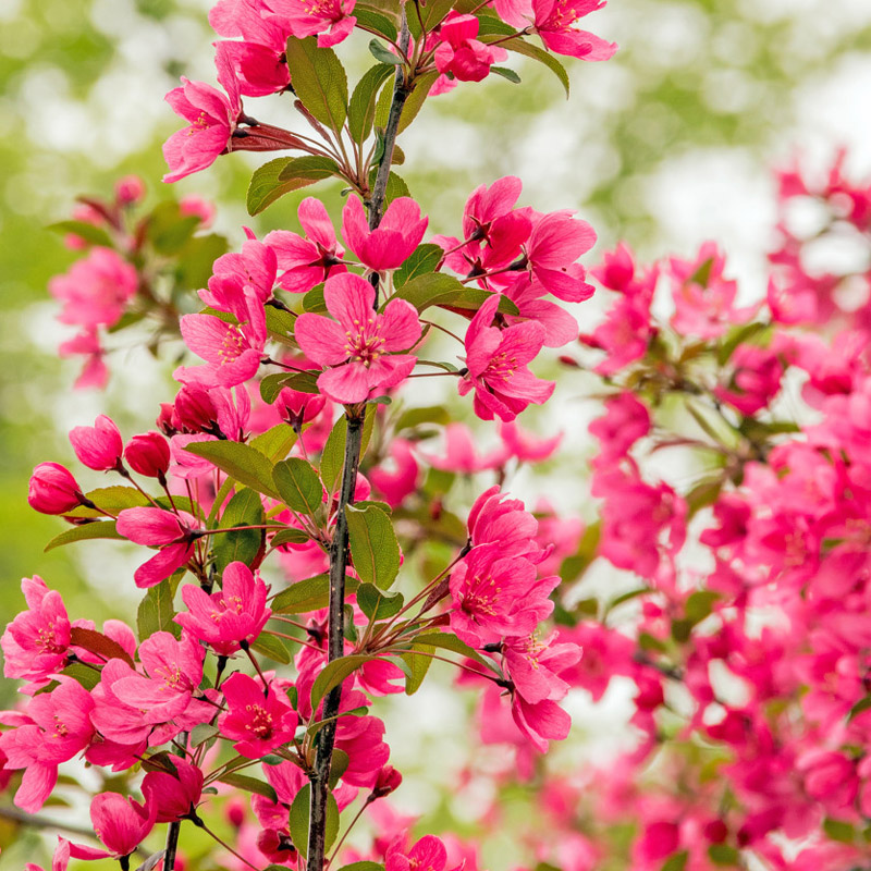 庭院地栽大型高杆海棠花树苗西府海棠垂丝海棠树耐寒庭院室外四季