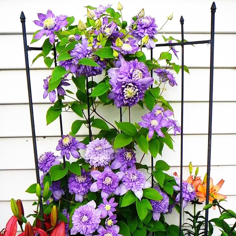 円空铁线莲花大苗爬藤花卉植物圆空大花重瓣攀援爬藤阳台庭院四季,鲜花速递/花卉仿真/绿植园艺,绣球/木绣球/木本植物,淘宝优惠券,粉丝福利购,淘宝优惠卷