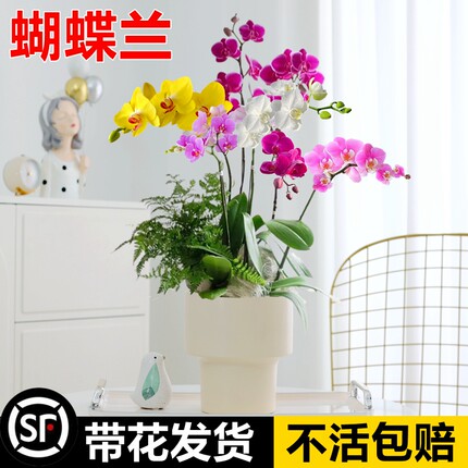 蝴蝶兰花苗带花苞绿植室内盆栽花卉植物室内花办公室客厅旺宅绿植