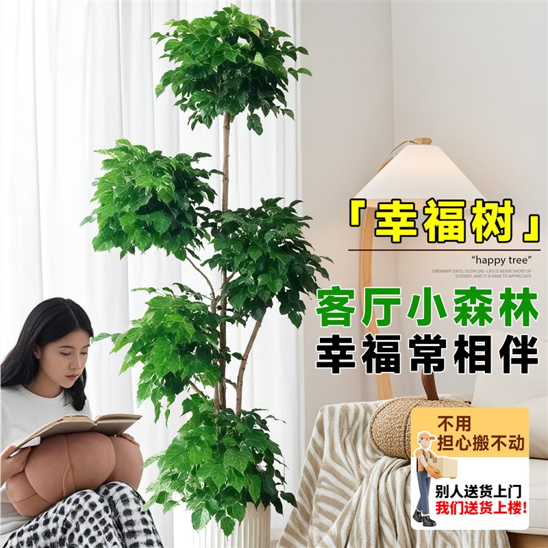 幸福树客厅大盆栽大型老桩绿植室内平安树盆景吸甲醛植物四季好养