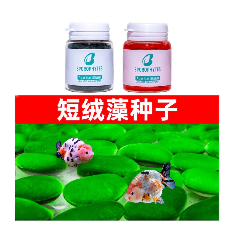 长绒藻种绿藻种绿地毯水池水族箱绿苔藻绿毛藻绿绒淡水短绒藻水