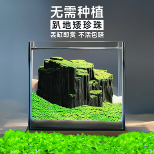 爬地矮珍珠水草植物网片坨草无菌杯养鱼缸造景净化水质矮水草真草