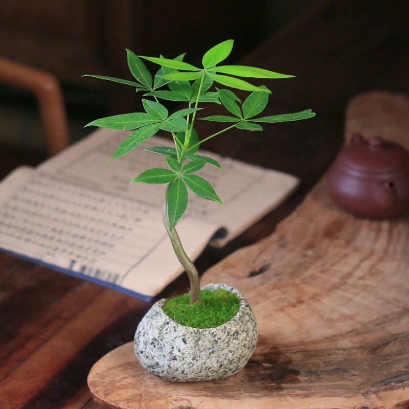 发财树石头盆栽创意迷你小造型绿植办公室桌面四季好养招财树摆件