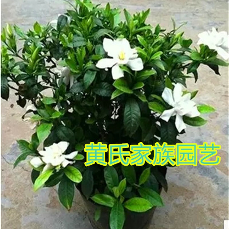 栀子花盆栽客厅阳台办公桌绿植芳香花卉木本植物耐寒耐热2盆包邮