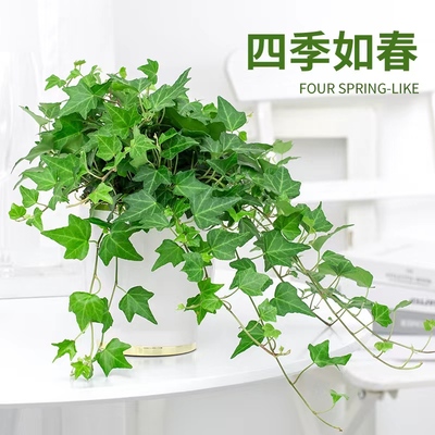 常春藤常青藤盆栽阳台绿植花卉吊兰植物办公室内桌面