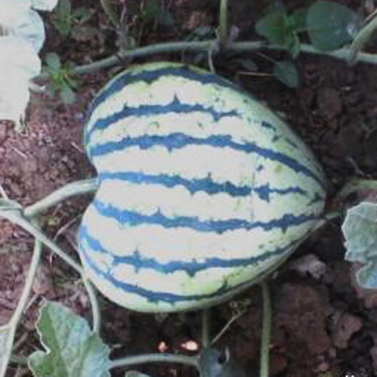 心形西瓜模具方形西瓜模具水果定形生长模具人参果模具甜瓜模包邮