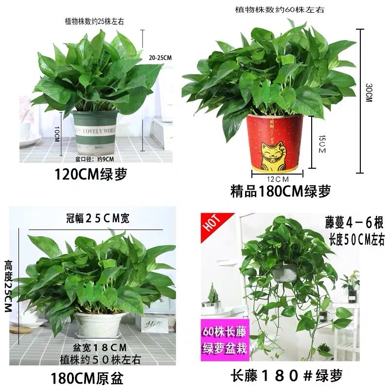 长藤大盆绿萝花卉绿植盆栽植物大叶绿箩办公桌室内客厅四季常绿,鲜花速递/花卉仿真/绿植园艺,绿植,淘宝优惠券,粉丝福利购,淘宝优惠卷