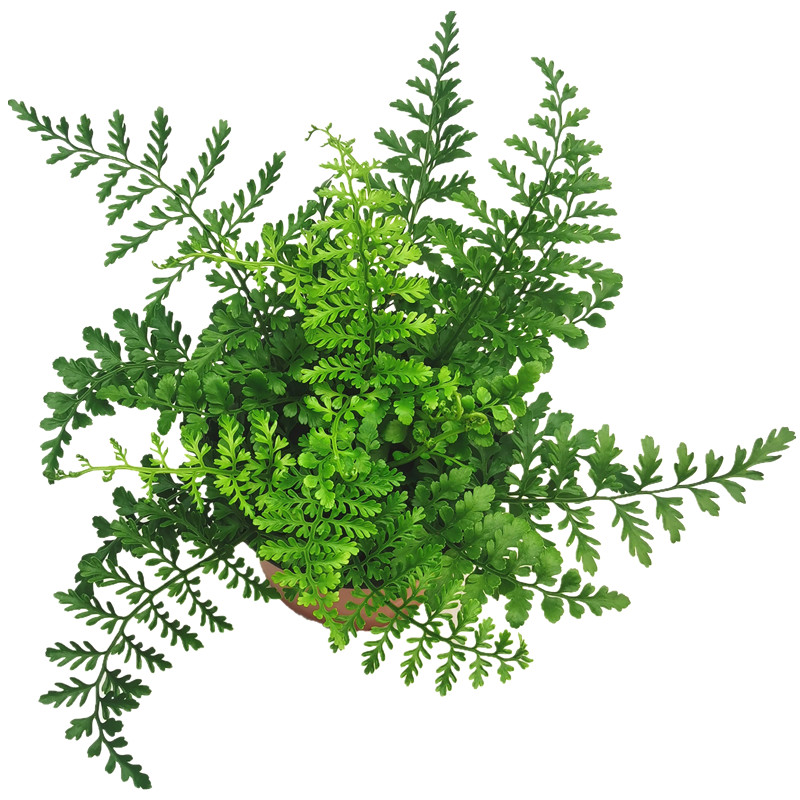 吉姆蕨室内客厅四季常青盆栽宝石蕨桌面造景蕨类净化空气观叶绿植