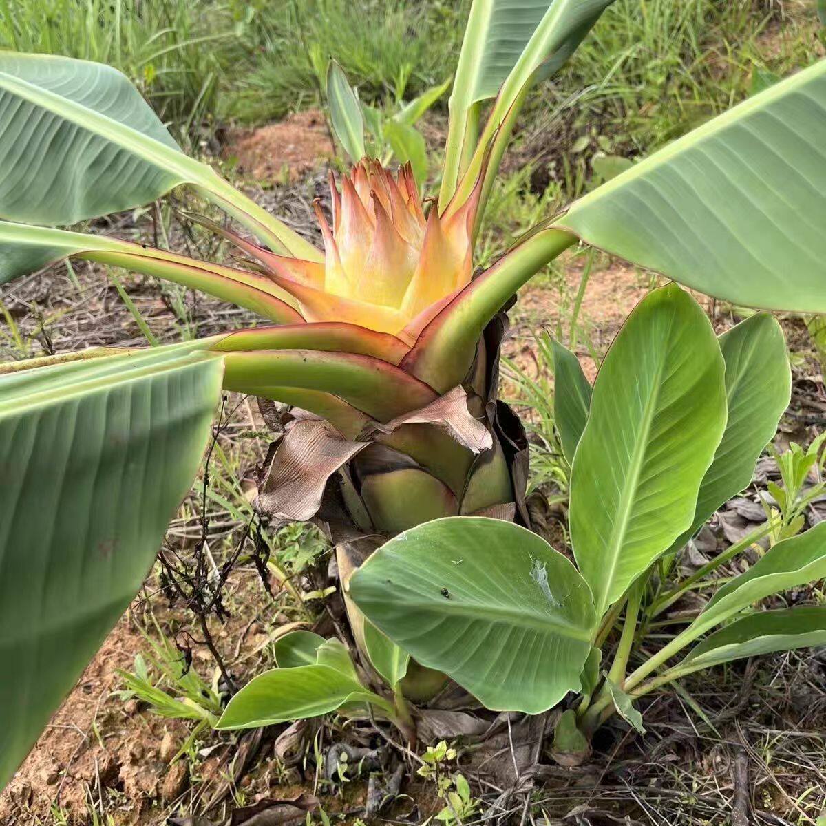 云南地涌金莲绿植千瓣莲花大苗大型盆栽地莲花懒人花苗产地直发