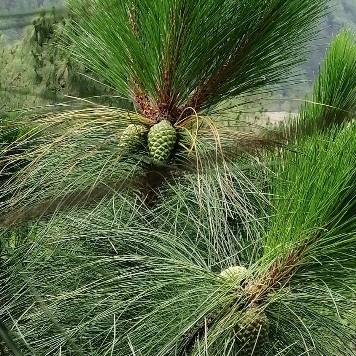 云南高山纯天然松树松果药用原生态祛风野生松塔中药材新鲜现采