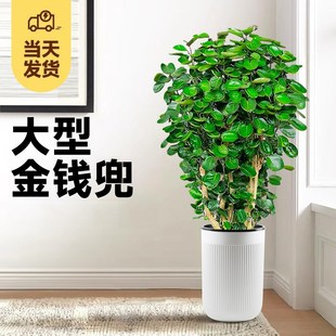 常青观叶绿植物老桩桌面招财树易活盆景 金钱兜盆栽福禄桐室内四季