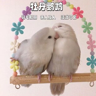 高端特色牡丹鹦鹉雏鸟活鸟适合手养的宠物亲人粘人活泼听话好喂养