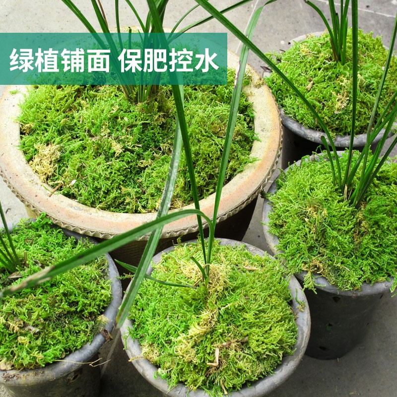 苔藓微景观植物鲜活包邮云南野外青苔盆栽铺面diy创意庭院花园