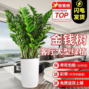 金钱树盆栽客厅大花盆摆件办公室内招财大型绿植摇钱串子好养植物