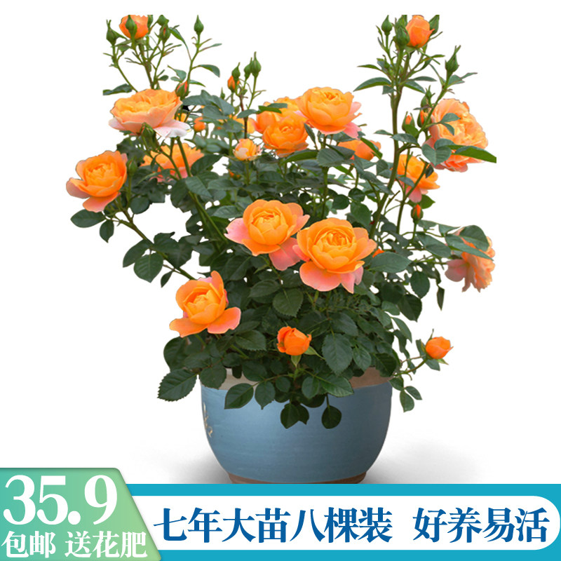 7年玫瑰老桩月季四季开花浓香大花室内外阳台庭院种植好养易活8棵,鲜花速递/花卉仿真/绿植园艺,月季/蔷薇/玫瑰,淘宝优惠券,粉丝福利购,淘宝优惠卷