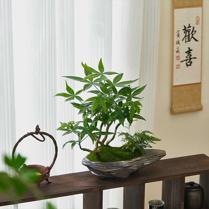 五福发财树盆栽室内桌面造型盆景招财植物办公室茶几耐阴好养绿植,鲜花速递/花卉仿真/绿植园艺,绿植,淘宝优惠券,粉丝福利购,淘宝优惠卷