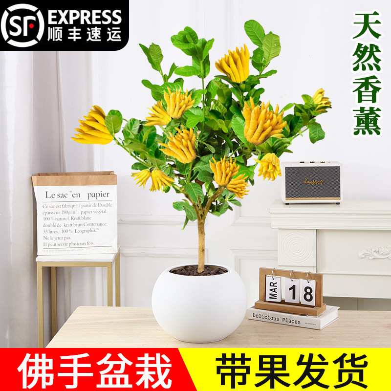 佛手树盆栽带果佛手柑树苗盆景金华新佛手瓜室内阳台庭院绿植好养