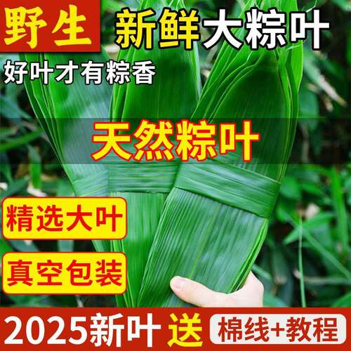 粽叶新鲜粽子叶大号家商用端午节包粽子专用大叶糯米叶旗舰店