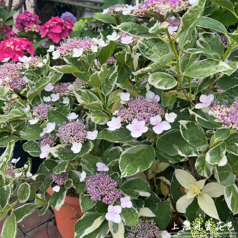 银边绣球花叶大花绣球盆栽花苗花园庭院露台阳台耐阴花镜花卉植物