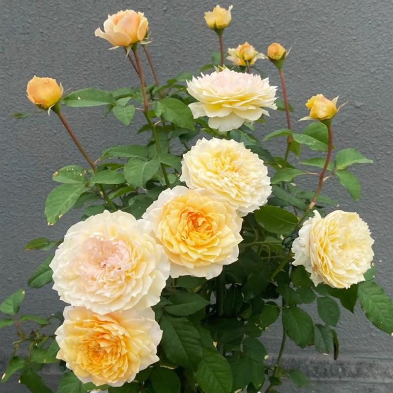 艾菲月季花苗开花玫瑰小苗四季盆栽花卉爬藤植物藤本蔷薇树苗绿植