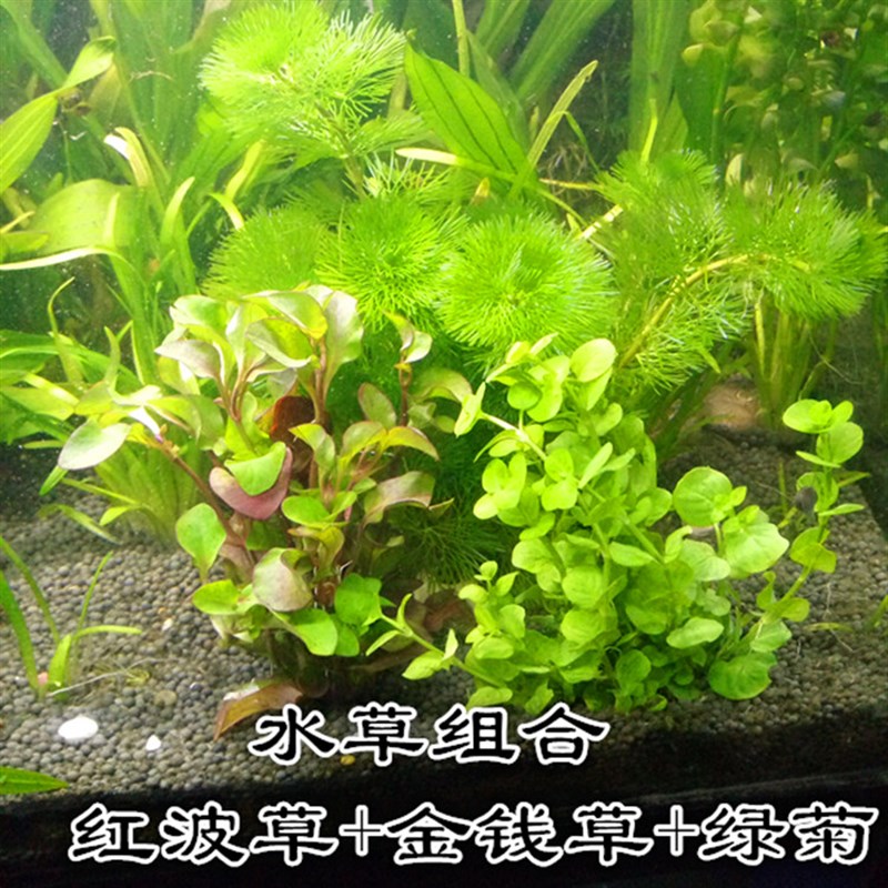 水草植物真草造景鱼缸水草绿菊红波观赏懒人莫斯树榕美观绿菊水草