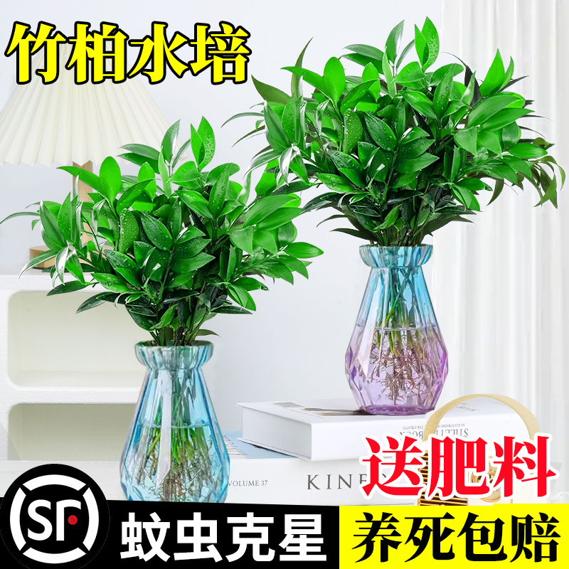 驱蚊竹柏水培植物室内水养绿植蚊子克星花卉盆栽办公室桌面吸甲醛