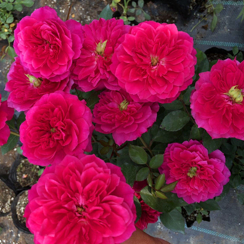 榴花秋舞花苗阳台露台 庭院多季开花植物庭院玫瑰花苗月季花苗