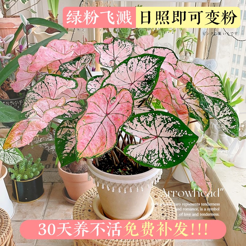 彩叶芋盆栽种球网红绿植白色恋人室内芋类植物花卉粉色阳台好养活