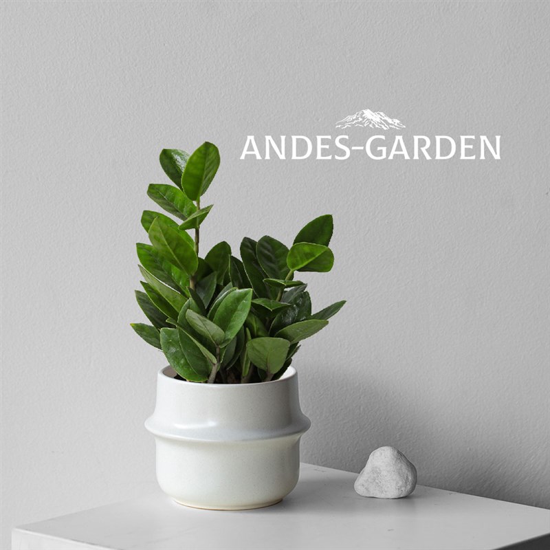 安第斯花园 雪铁芋金钱树 耐阴耐旱好养桌面植物客厅阳台绿植花卉