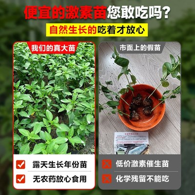 九层塔大苗盆栽可食用薄荷驱蚊植物室内大叶罗勒迷迭香绿植金不换