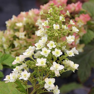 栎叶绣球和声雪花大苗重瓣庭院露台耐寒耐热花卉绿植地栽花园植物