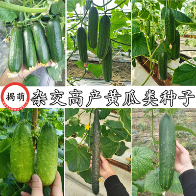 杂交高产黄瓜种子 青瓜籽 水果黄瓜吊瓜籽 农业阳台瓜果蔬菜种子