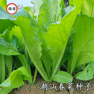 潮汕揭阳矮脚甜春菜种子 老品种春芥菜种子 春菜苔菜籽蔬菜种子