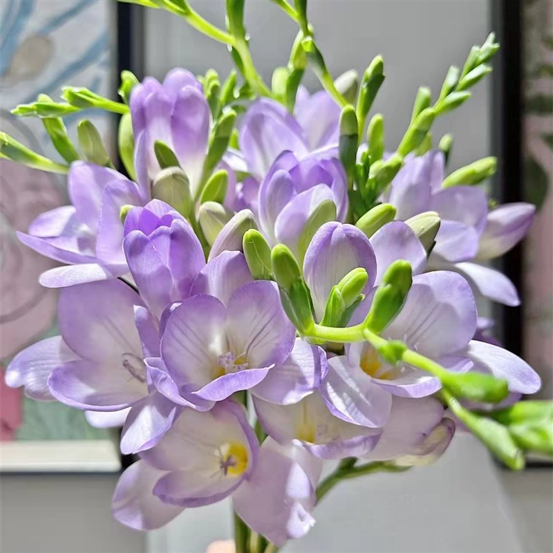 香雪兰小苍兰鲜花云南昆明斗南市场基地直发香水水培插花家用水养