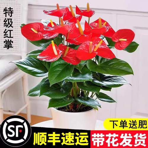 红掌盆栽带花绿色植物盆栽室内养大盆粉掌白掌一帆风顺盆栽水培