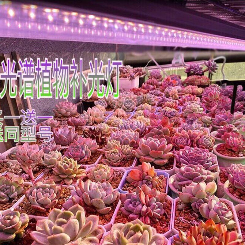 全光谱led多肉补光灯家用上色防徒仿太阳光花卉育苗希蓝植物生长