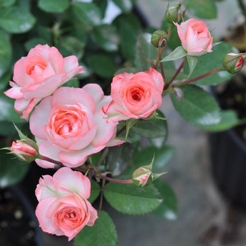 爱多月季花苗盆栽阳台多花微月玫瑰花大苗四季观花浓香花卉植物