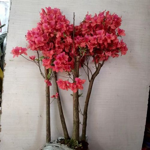 季映山红树苗当年开花毛杜鹃花苗南方北方种植耐寒抗冻四季开花