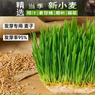 发芽小麦种子榨汁猫草种子小麦草籽种孑籽水培发芽麦芽糖专用麦子