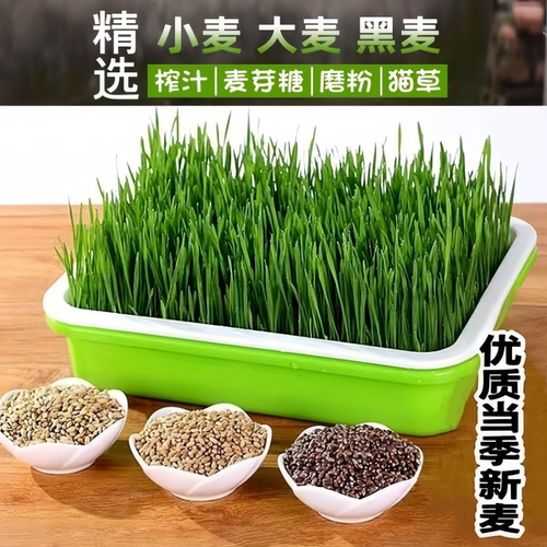 发芽小麦25年新小麦粒猫草种子