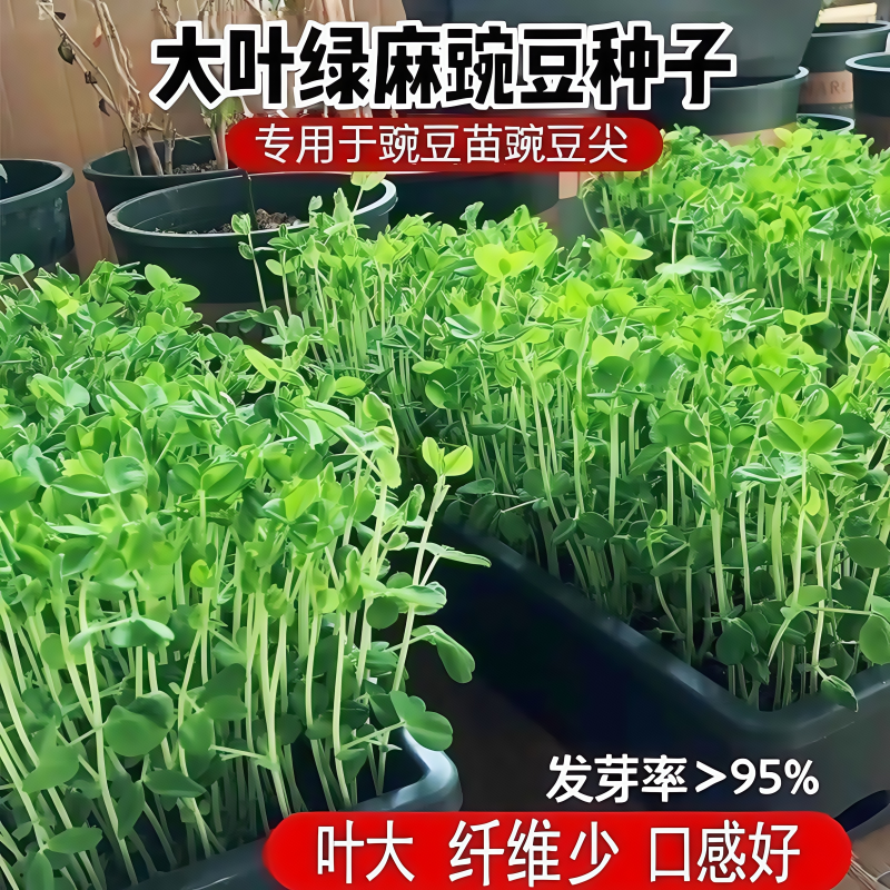 大叶绿麻豌豆水培芽苗菜种子