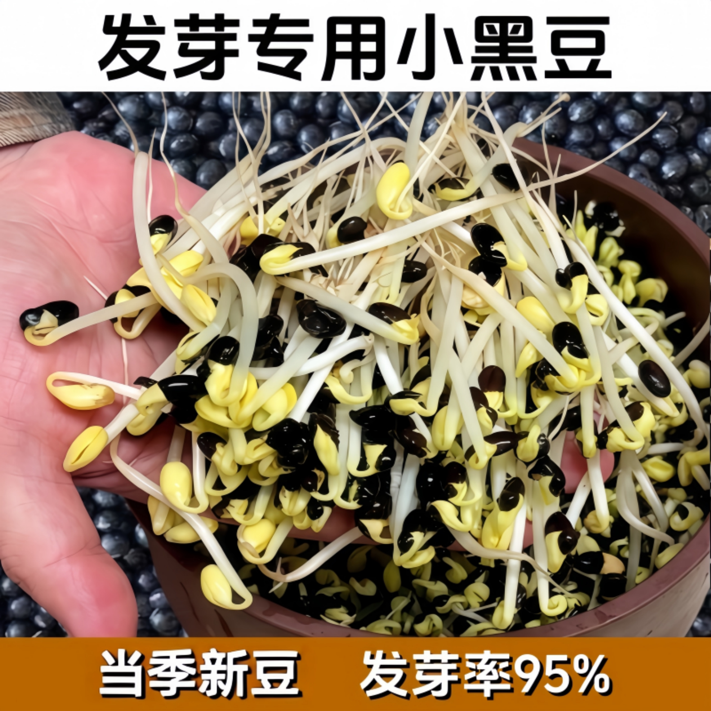 发芽专用黄心小黑豆种子农家自种图片