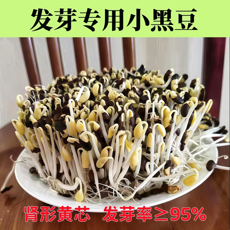 发芽专用小黑豆种子老品种黑小豆图片