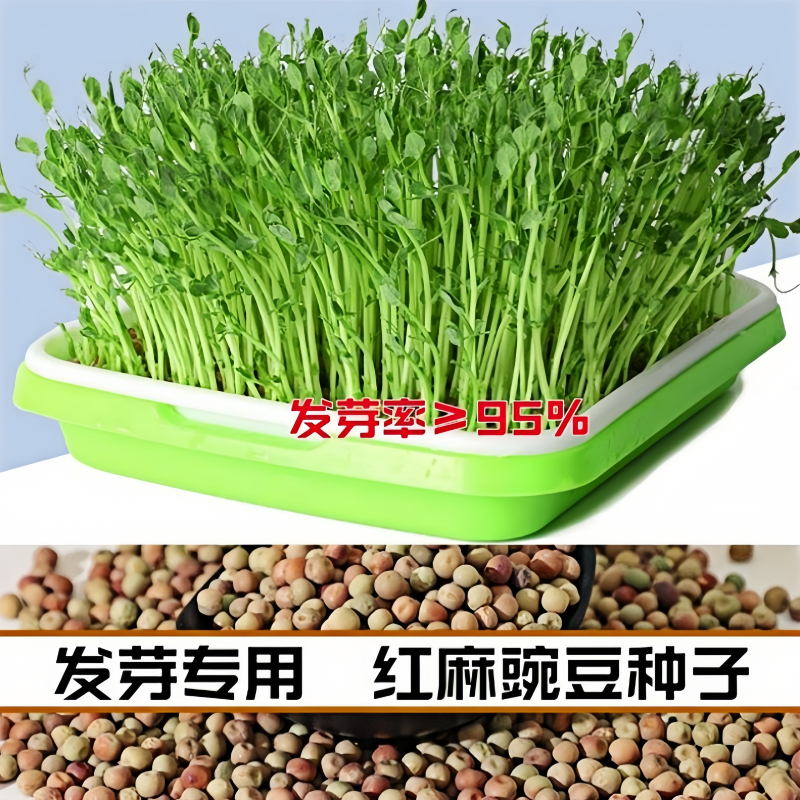新红麻豌豆苗种子发芽专用豆阳台土培豌豆尖四季水培芽苗菜种子