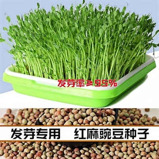 新红麻豌豆苗种子发芽专用豆阳台土培豌豆尖四季水培芽苗菜种子