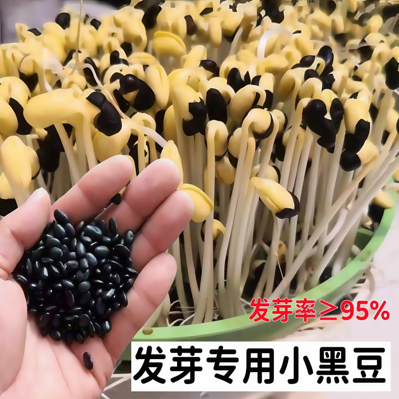农家自产扁黑豆种子发芽专用豆