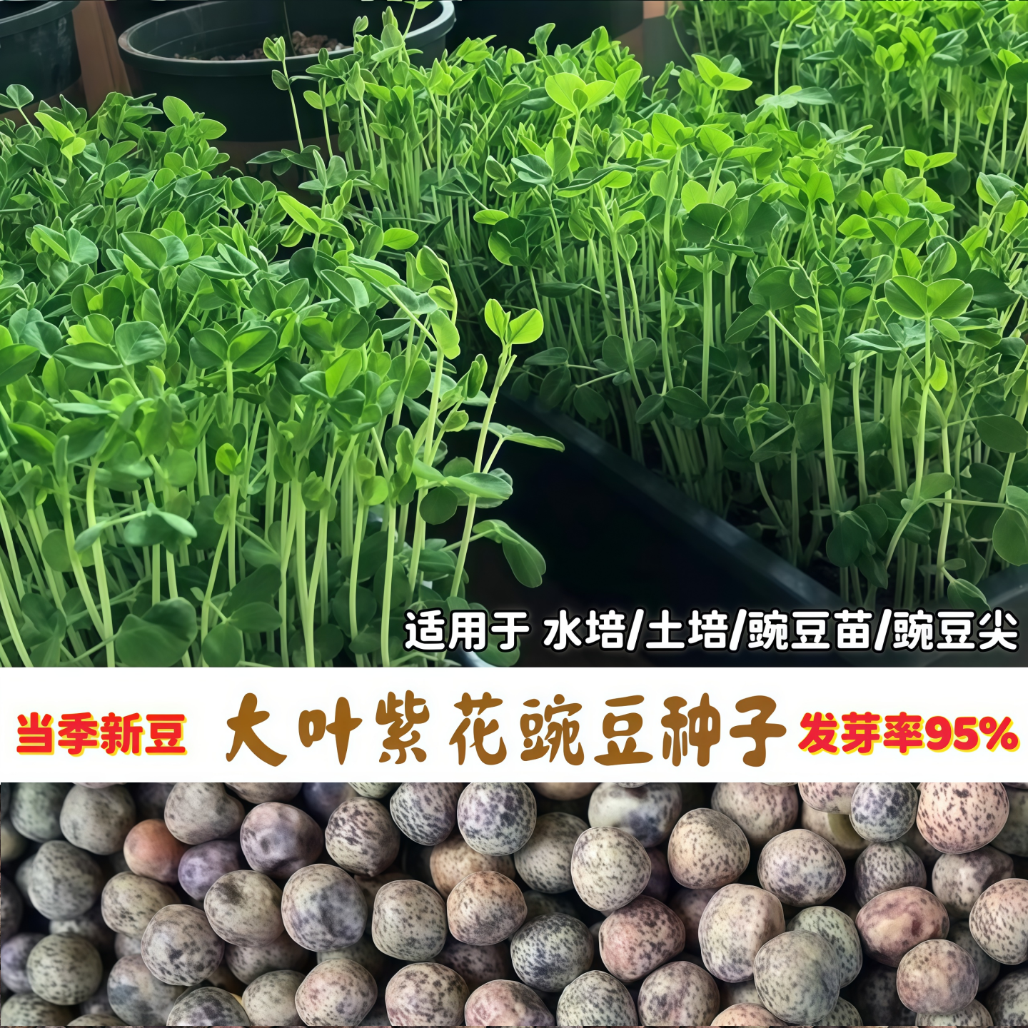 大叶紫花豌豆种子无须豌豆尖吃苗