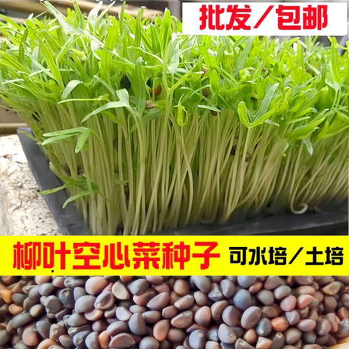柳叶空心菜种子四季水培芽苗菜籽